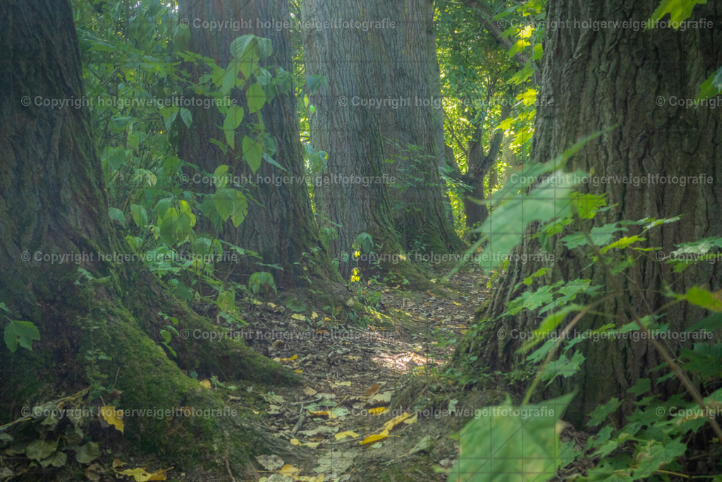 20250920133846_DSC2037 | Kaufen sie online außergewöhnliche Fotografien auf Leinwand Acrylglas Fotoprint Aludibond von holgerweigeltfotografie - Realisiert mit Pictrs.com