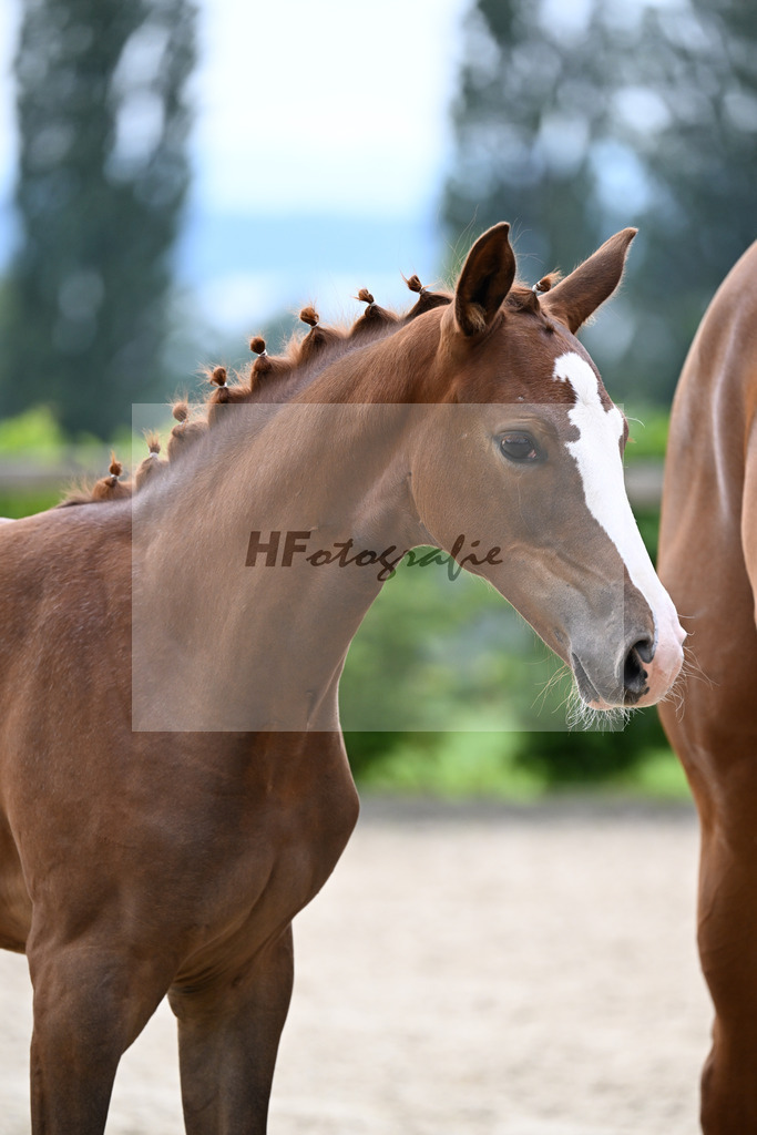 Kat-Nr. 3 Bastiano x Danone I_SF_Moser u Schuhmann_14250068 | hf-fotografie - Realisiert mit Pictrs.com