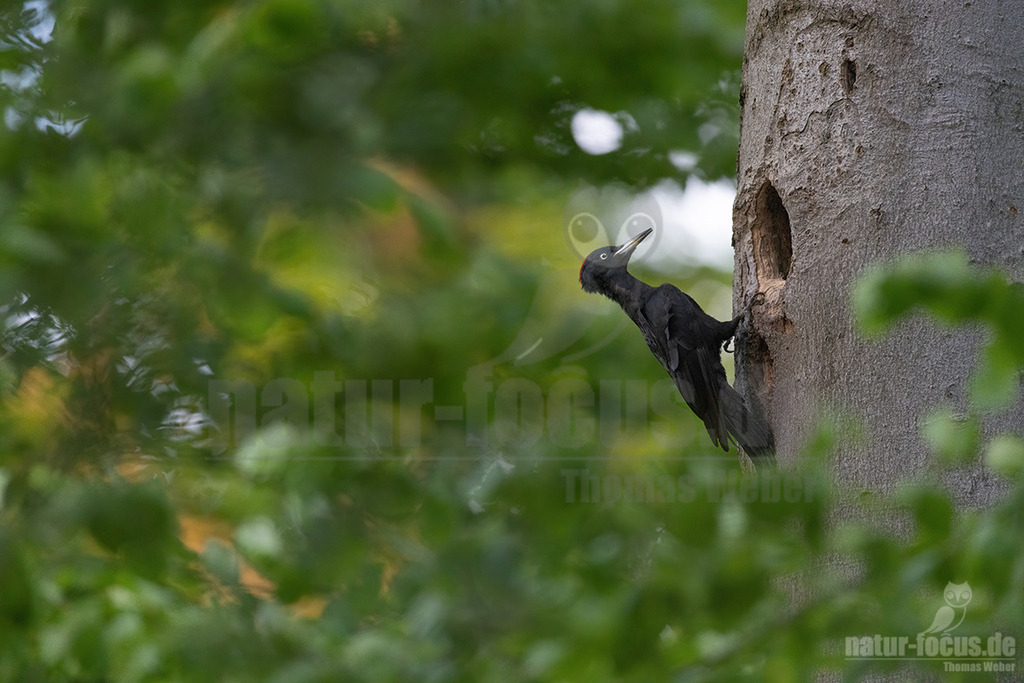 R5NF0134_20220511 | Der Schwarzspecht ist ein Vertreter der Gattung Dryocopus innerhalb der Unterfamilie der Echten Spechte. Der in Mitteleuropa durch seine überwiegende Schwarzfärbung und die rote Scheitelfärbung unverwechselbare Vogel ist etwa krähengroß und mit Abstand der größte europäische Specht. - Realisiert mit Pictrs.com