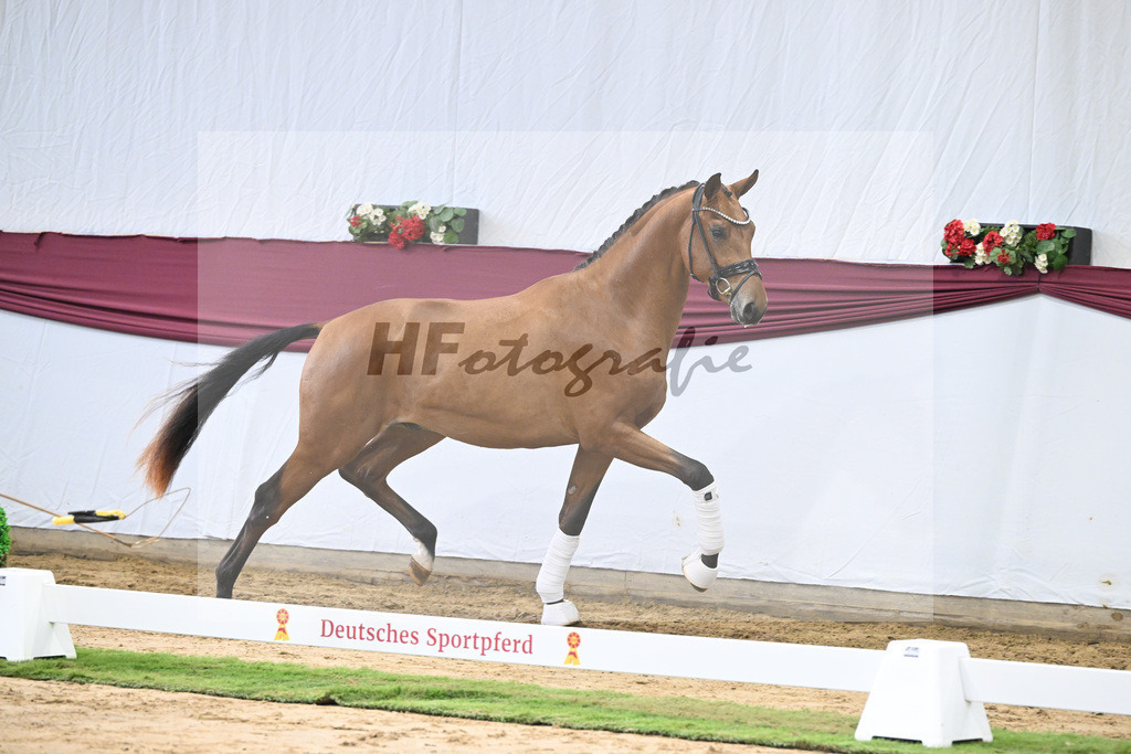 Kat-Nr. 20 Fanegro x Rotspon_Nicole Mehrmann_47250590 | hf-fotografie - Realisiert mit Pictrs.com