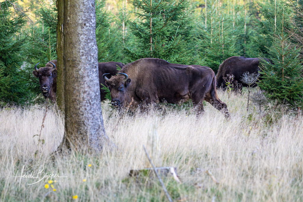 Freilebende Wisente im Fichtenwald | Freilebende Wisente in einem Fichtenwald bei Schmallenberg im Sauerland - Realisiert mit Pictrs.com