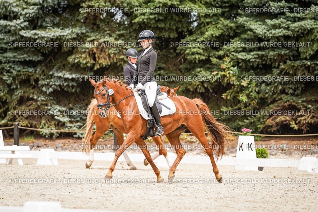 DSC04213 | Pferdegrafie