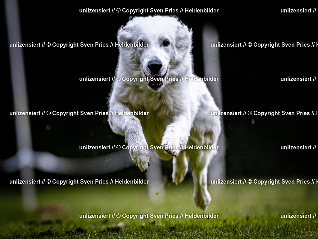 Sven Pries | 2025-10-03 - Hunderennen Obergrombach - Realisiert mit Pictrs.com