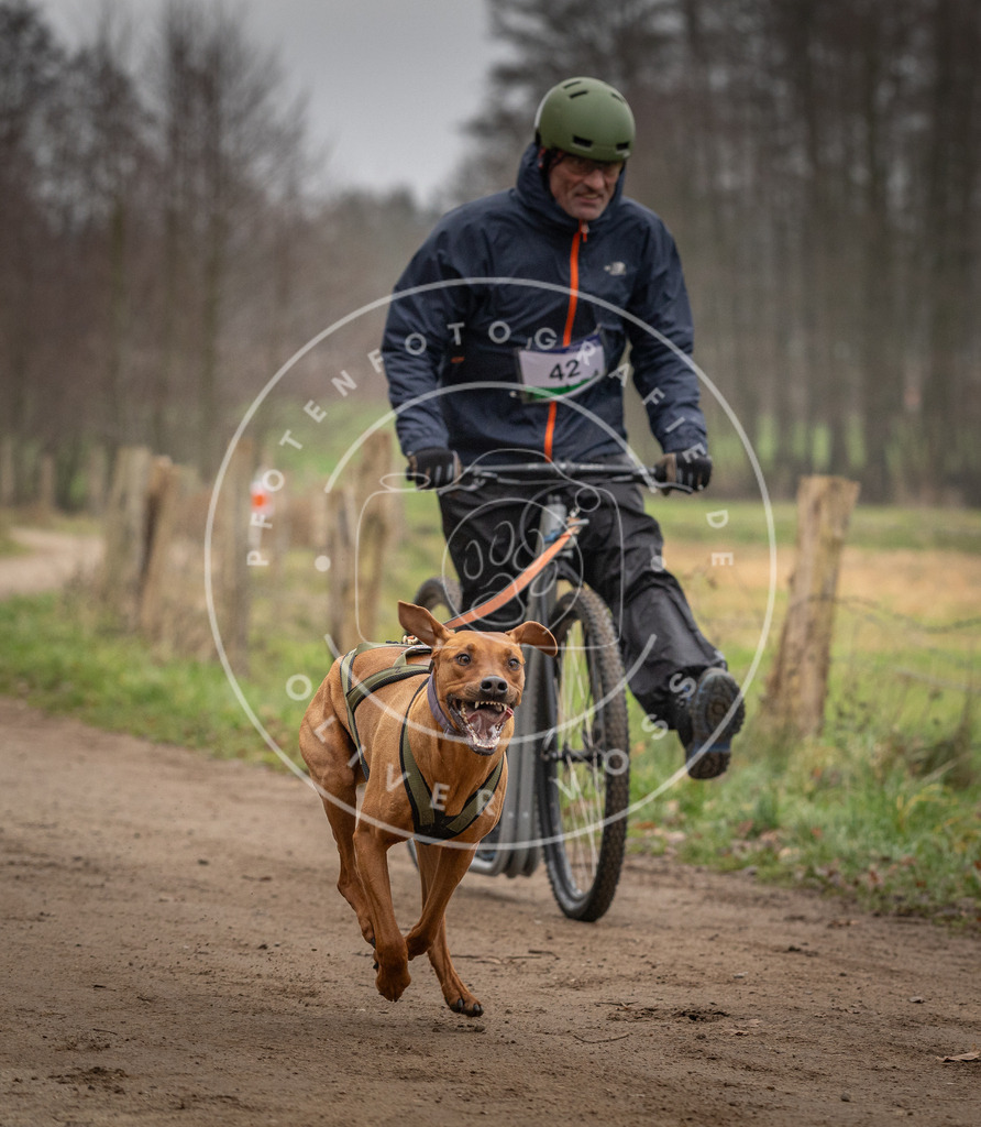 Pfotenfotografie_DV3A2629 | Hundefotografie, Tierfotograf, Pfotenfotografie, Fotoshooting Hund, Hunde Portrait, Hundesport, Hundeportraits, Heideshooting, Hunde, Sportfotograf, Hundefotograf, Turnierhundsport, THS,  - Realisiert mit Pictrs.com