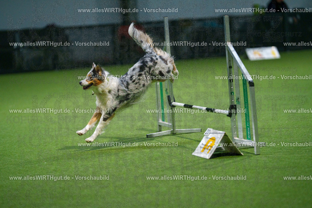 7R509560 | Professionelle Tierfotografie in Mönchengladbach von Daniel Wirth (allesWIRTHgut). Liebevolle & natürliche Bilder von Hunden & Katzen für unvergessliche Erinnerungen.