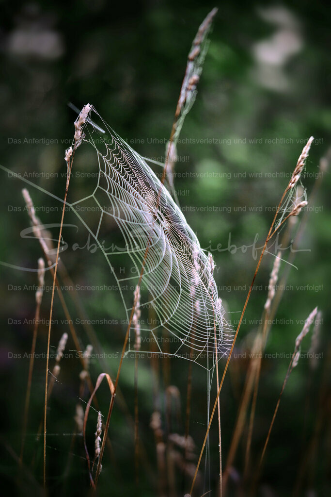 Wandbild Spinnen Kunst | People- und Tierfotografie, Imageaufnahmen, Veranstaltungsfotografie und Wandbilder aus der Natur ★ Made in Germany ✔️ Druck + Downloads ✔️ Naturfotografie in Top Qualität ★ schneller Versand, weltweite Lieferung! - Realisiert mit Pictrs.com
