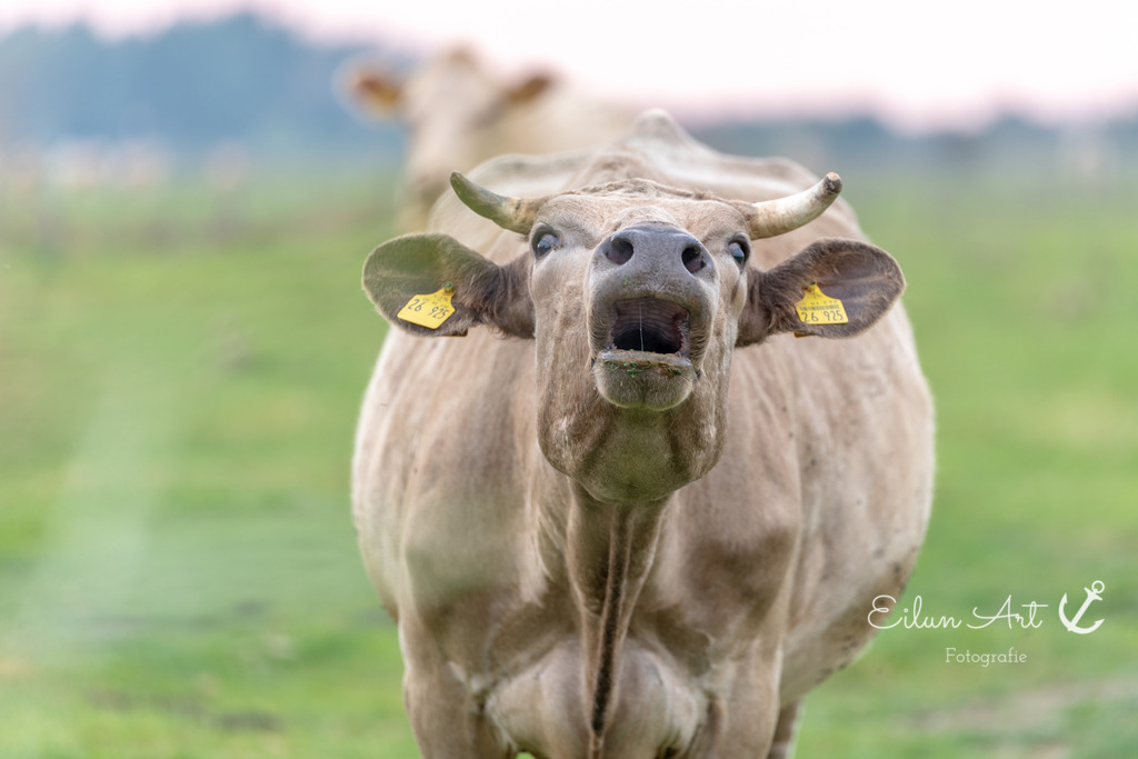 EAF_6930 | Eilun-Art-Fotografie Levke Martens, ihre Fotografin für Immobilien- und Landschaftsfotografie auf Föhr, Föhrer Motive als Poster, Leinwand, hinter Acrylglas oder stelle dir deinen eigenen Monatskalender zusammen, mit nur einem Klick