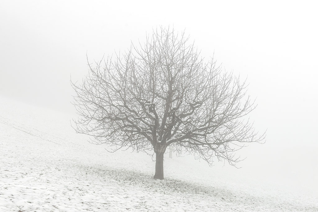 Baum in Nebellandschaft | im Winter. - Realisiert mit Pictrs.com