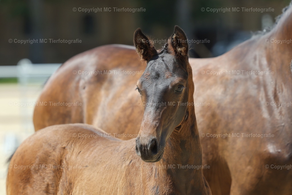 FohlenFotot.Warendorf20.06.26MCTierf.9C8A9680B | Pferdefotos online bestellen - Realisiert mit Pictrs.com