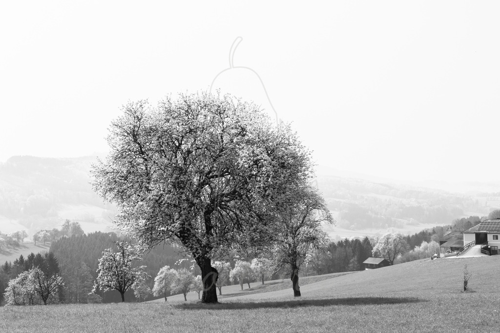 Mostviertel Schwarz Weiß | Ihre Fotografin im Lungau, ihre Fotografin im Mostviertel, Wandbilder Onlineshop, Imagefotos für Ihr Unternehmen,  - Realisiert mit Pictrs.com