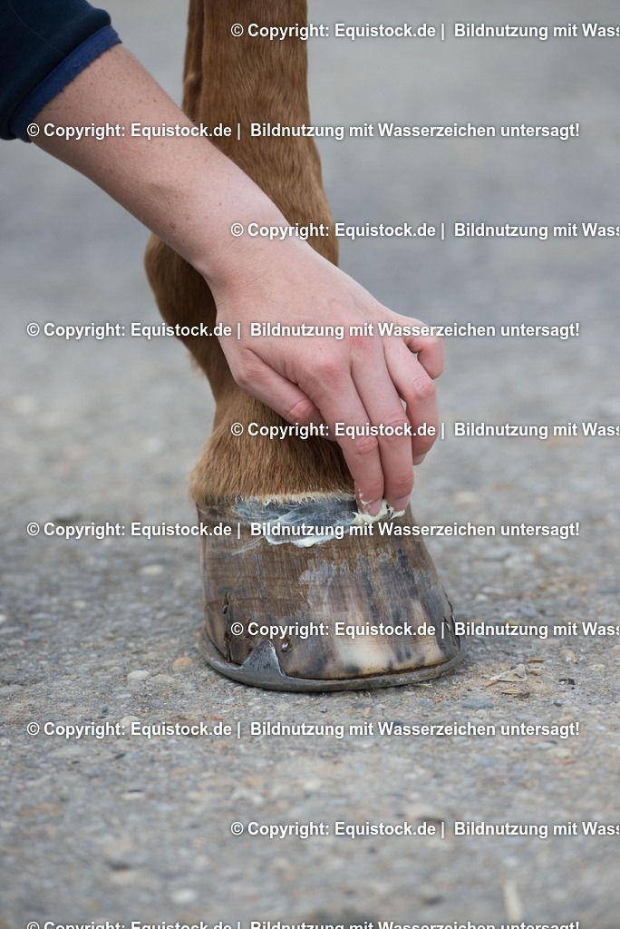 20160626_Hufpflege_0011-2 | Foto: Thomas Hartig