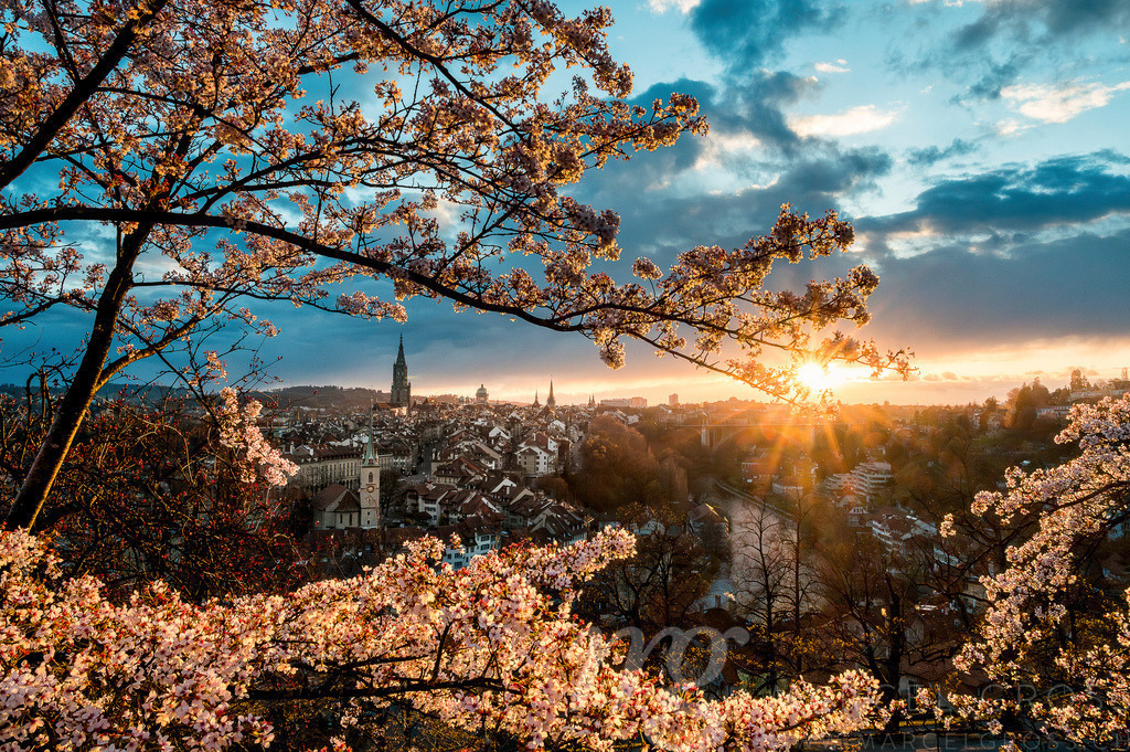 sunset durign cherry blossom in Bern seen from Rosengarten | Die ideale Geschenkidee für Naturliebhaber. Naturbilder von Marcel Gross Photography für ihr Zuhause in den verschiedensten Formaten und Materialien. - Realisiert mit Pictrs.com