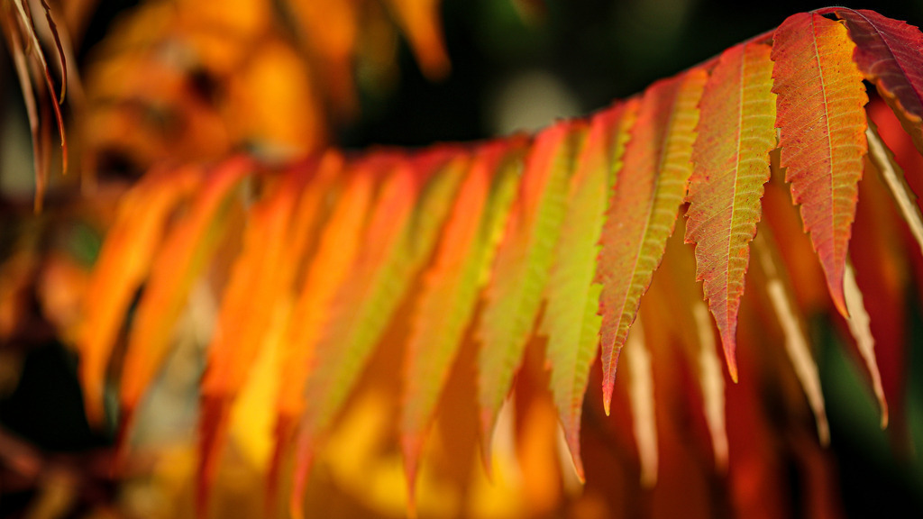 Herbstzeit | fotografie-bernd-pfalzgraf - Realisiert mit Pictrs.com