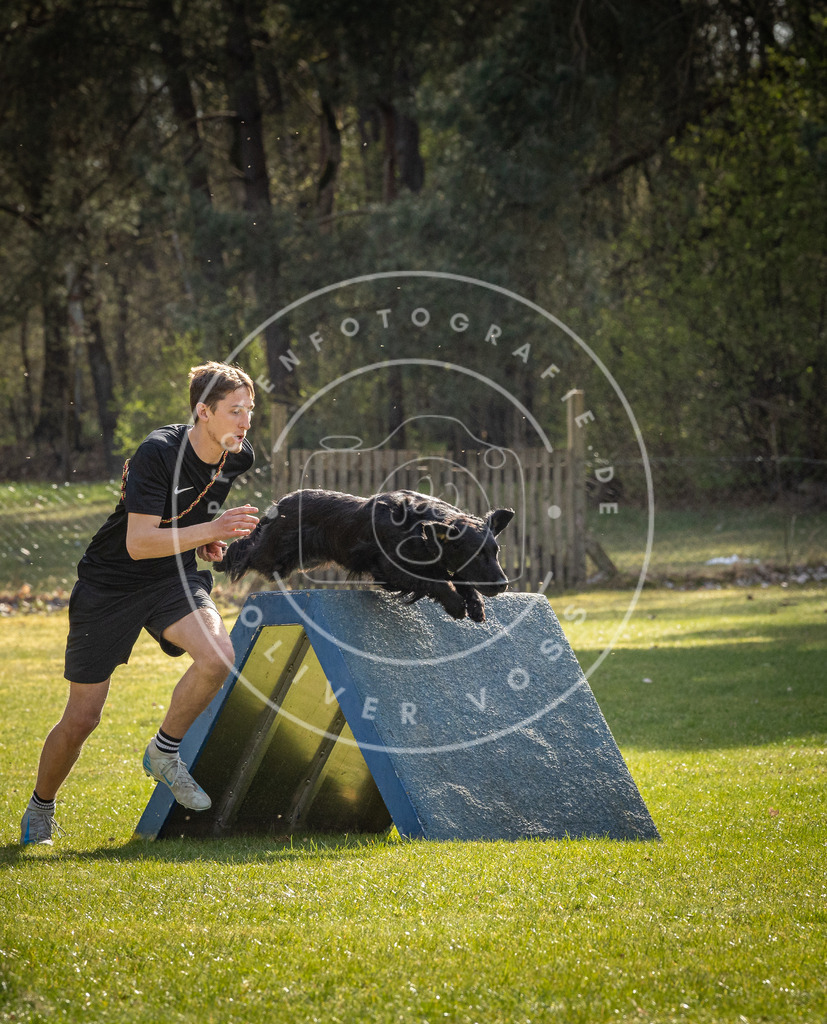 Pfotenfotografie_DV3A3090 | Hundefotografie, Tierfotograf, Pfotenfotografie, Fotoshooting Hund, Hunde Portrait, Hundesport, Hundeportraits, Heideshooting, Hunde, Sportfotograf, Hundefotograf, Turnierhundsport, THS,  - Realisiert mit Pictrs.com