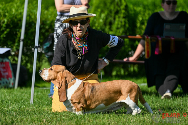 Dogshow CACIB Samstag in Aarau | Dogshow CACIB Samstag in Aarau. 24.06.2023 Foto: LeoWyden