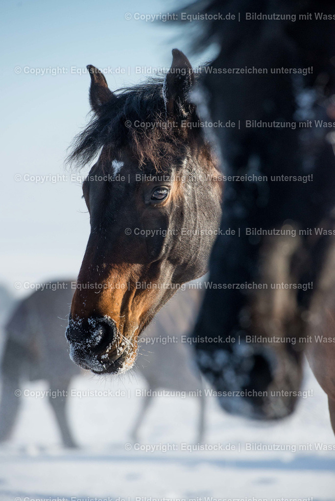20160118_Schnee_Schnute_0001 | equistock