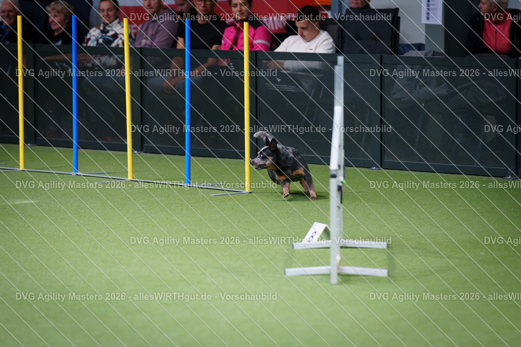 allesWIRTHgut_Tierfotografie-DVG_Agility_Masters_2026-11_19-7R505574 | Professionelle Tierfotografie in Mönchengladbach von Daniel Wirth (allesWIRTHgut). Liebevolle & natürliche Bilder von Hunden & Katzen für unvergessliche Erinnerungen.