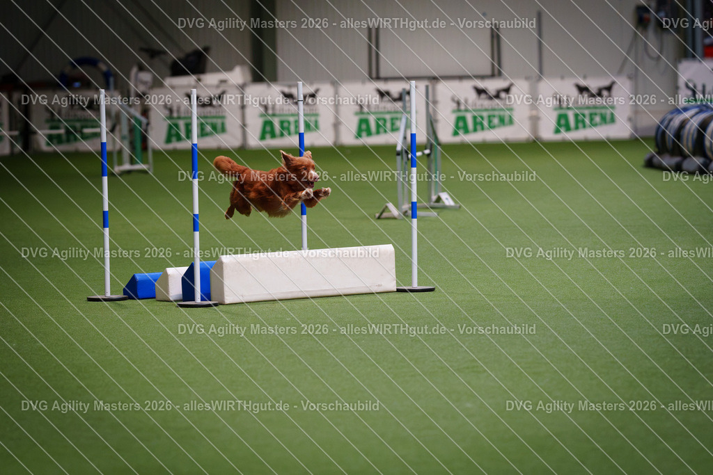 allesWIRTHgut_Tierfotografie-DVG_Agility_Masters_2026-08_23-7R500276 | Professionelle Tierfotografie in Mönchengladbach von Daniel Wirth (allesWIRTHgut). Liebevolle & natürliche Bilder von Hunden & Katzen für unvergessliche Erinnerungen.