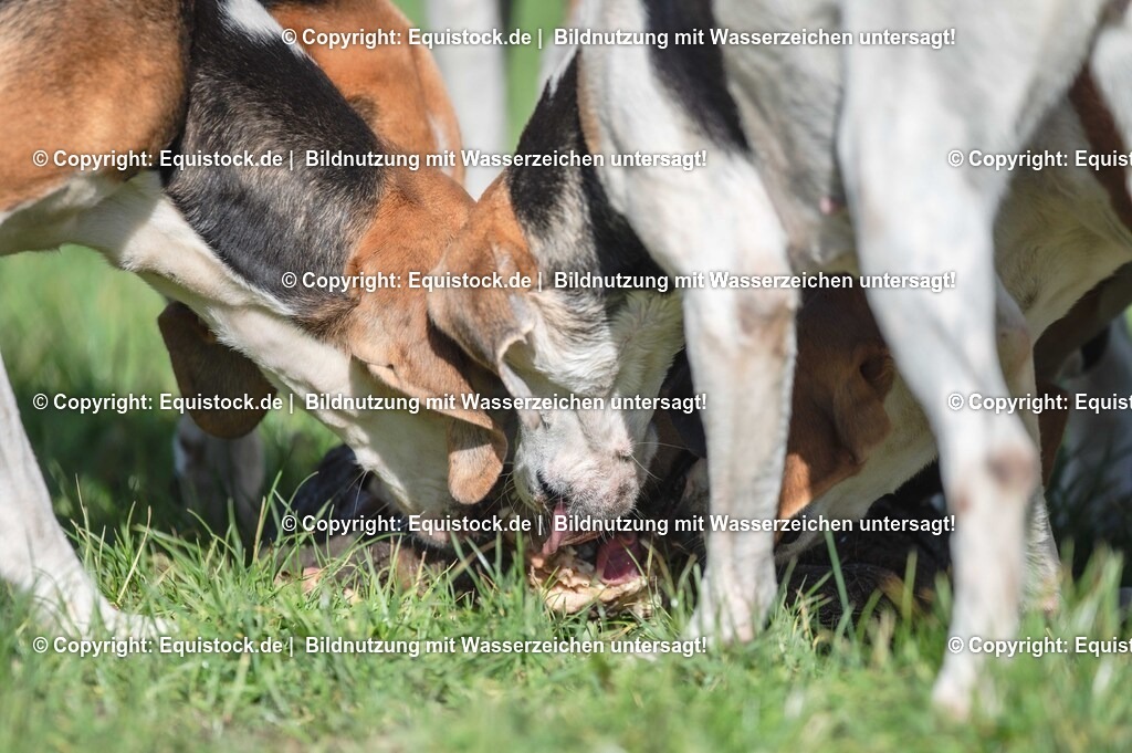 20251011_Jagd-Marbach_0661 | Foto: Thomas Hartig