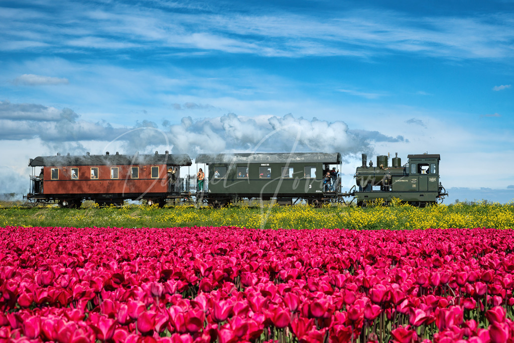 Nostalgiebahn | Die alte Museumsbahn Medemblik - Hoorn während der Tulpenblüte