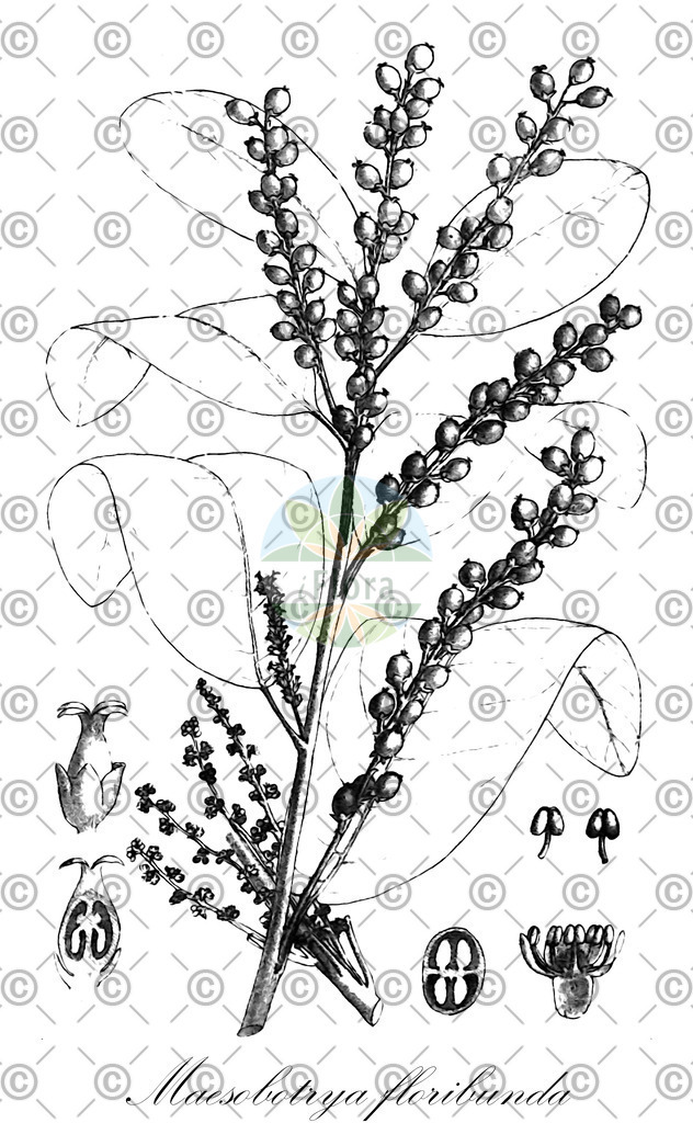 HistAbb_wfo-0001134600_1_ENZY_Simple | Historische Abbildung von Maesobotrya floribunda - Phyllanthaceae | Historical Illustration of Maesobotrya floribunda - Phyllanthaceae