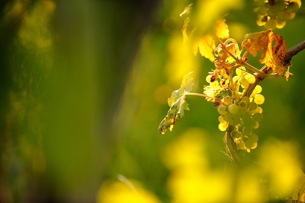 weisse Weintrauben | Großklein, Austria - August 25, 2012: Buschenschank Wölfl; weisse Weintrauben im Morgenlicht. - Realisiert mit Pictrs.com