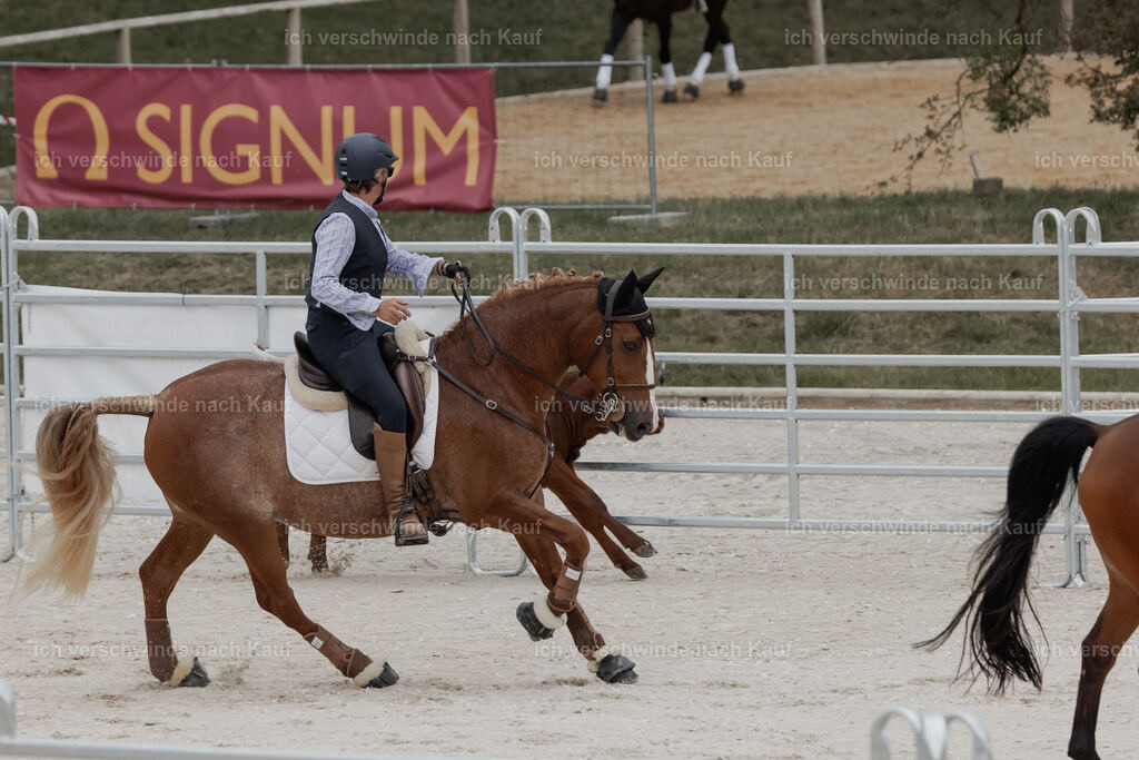 WE__Stoib_Rinder_PI2025_2985 | Pferd International München 2025