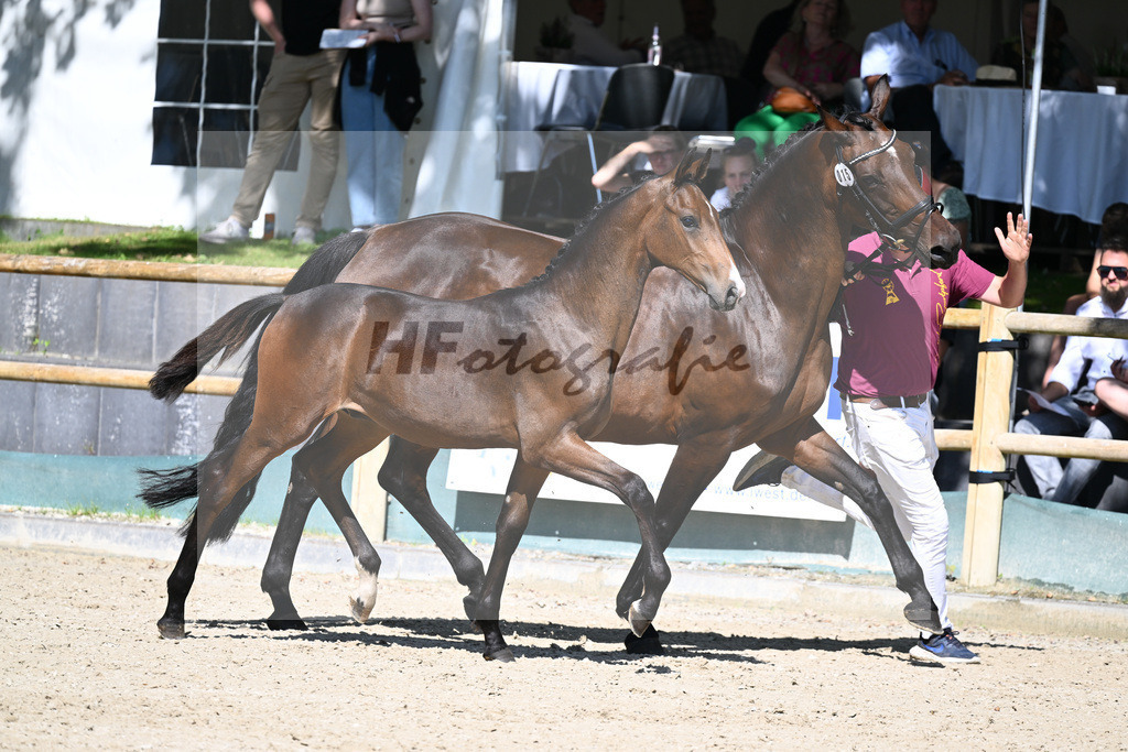 Praesentation Auktionsfohlen_36230205 | hf-fotografie - Realisiert mit Pictrs.com