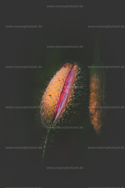 Mohnknospe | Eine Knospe eines Mohn kurz vor der Öffnung der Blüte - Realisiert mit Pictrs.com