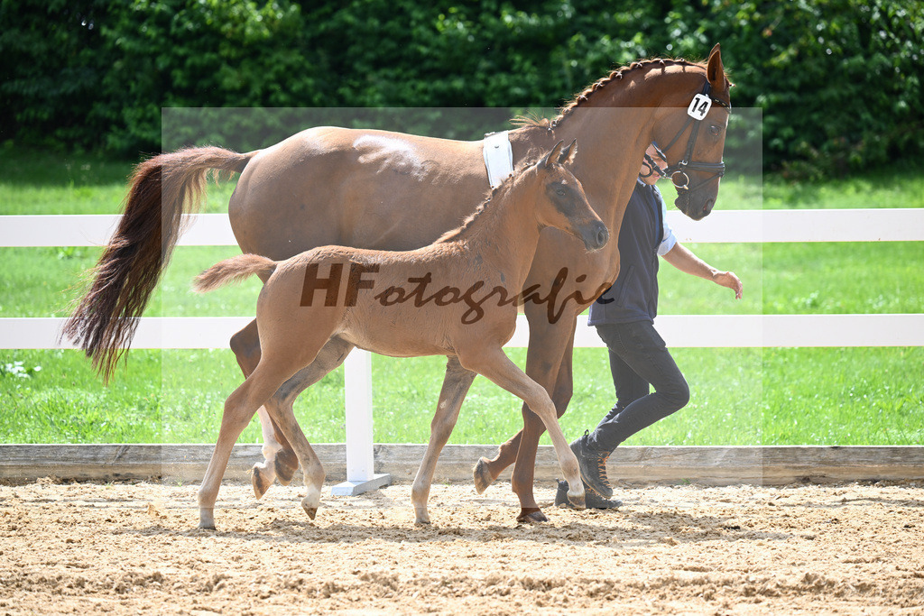 Kat-Nr. 14 Consantos x Asti Spumante_HLG Schwaiganger_27140855 | hf-fotografie - Realizzato con Pictrs.com