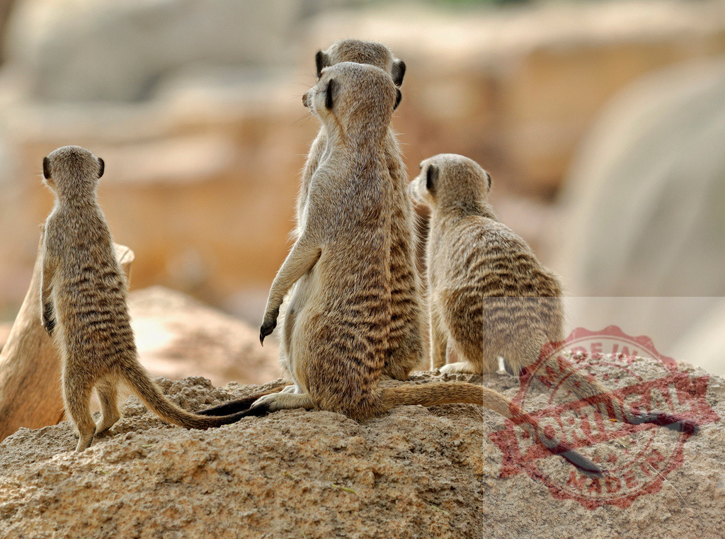 Meerkat group standing alert on rocky ground | Meerkat group stands vigilant, looking out for danger in their natural habitat - Realisiert mit Pictrs.com