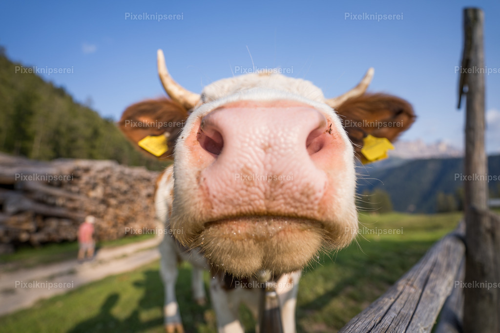 Ottfried | Fotograf Tirol Imst Pixelknipserei