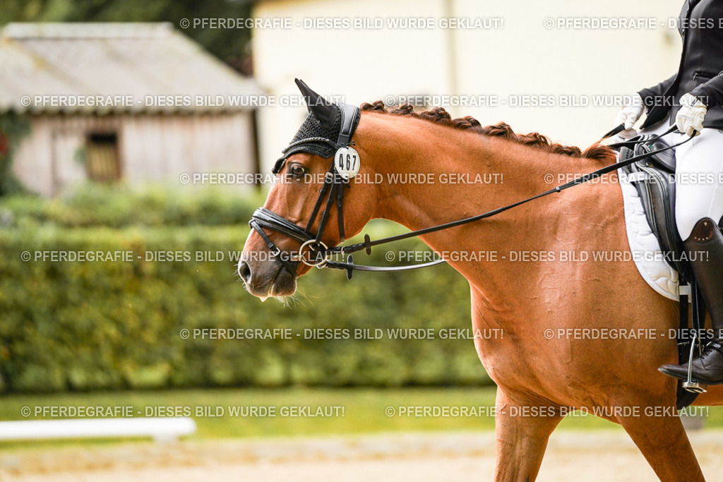 DSC08170 | Pferdegrafie