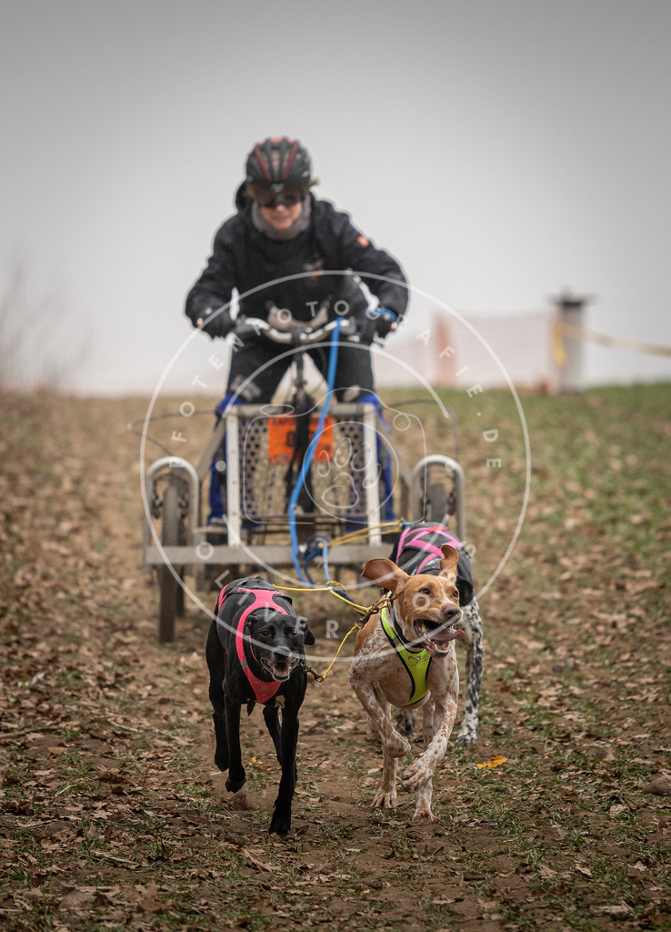 Pfotenfotografie_DV3A4497 | Hundefotografie, Tierfotograf, Pfotenfotografie, Fotoshooting Hund, Hunde Portrait, Hundesport, Hundeportraits, Heideshooting, Hunde, Sportfotograf, Hundefotograf, Turnierhundsport, THS,  - Realisiert mit Pictrs.com