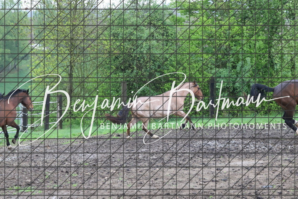 IMG_4259 | Benjamin Bartmann Photomoments