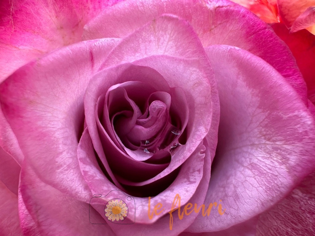 Rose | Dies ist der Shop von Florian Blum - le fleuri. Langenthal, Bern, Schweiz. Sie können hier meine oder ihre eigenen Fotos als Fotoprodukte kaufen. Tassen, Schlüsselanhänger, Taschen etc. können Sie hier gestalten.  - Realisiert mit Pictrs.com