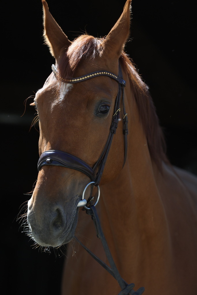 0P6A8941 | Willkommen bei Brunnmayr - Design & Fotografie – Ihrem Spezialisten für Reitturniere und Pferdeveranstaltungen in Oberösterreich, Salzburg und Bayern! Seit über 17 Jahren sind wir leidenschaftlich dabei.