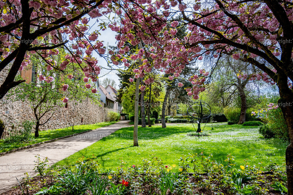 zwingenberg-stadtpark-bergstrasse-fruehling-altstadt-kirschbluete-hessen-Fotografie-Thomas-Neu-25 | Zwingenberg an der hessichen Bergstraße ist die älteste Stadt an der Bergstraße, mit einer wunderschönen Altstadt mit zahlreichen Fachwerkhäusern liegt unterhalb des Melibokus,hier im Frühling wenn im Stadtpark zahlreiche Bäume und Sträücher blühen und einen besondern Zauber ausüben,  Das Motiv vermittelt die ruhige, idyllische Atmosphäre der Region und ist ideal als Wandbild für Wohnräume, Büros oder Praxen geeignet. Bild: Thomas Neu