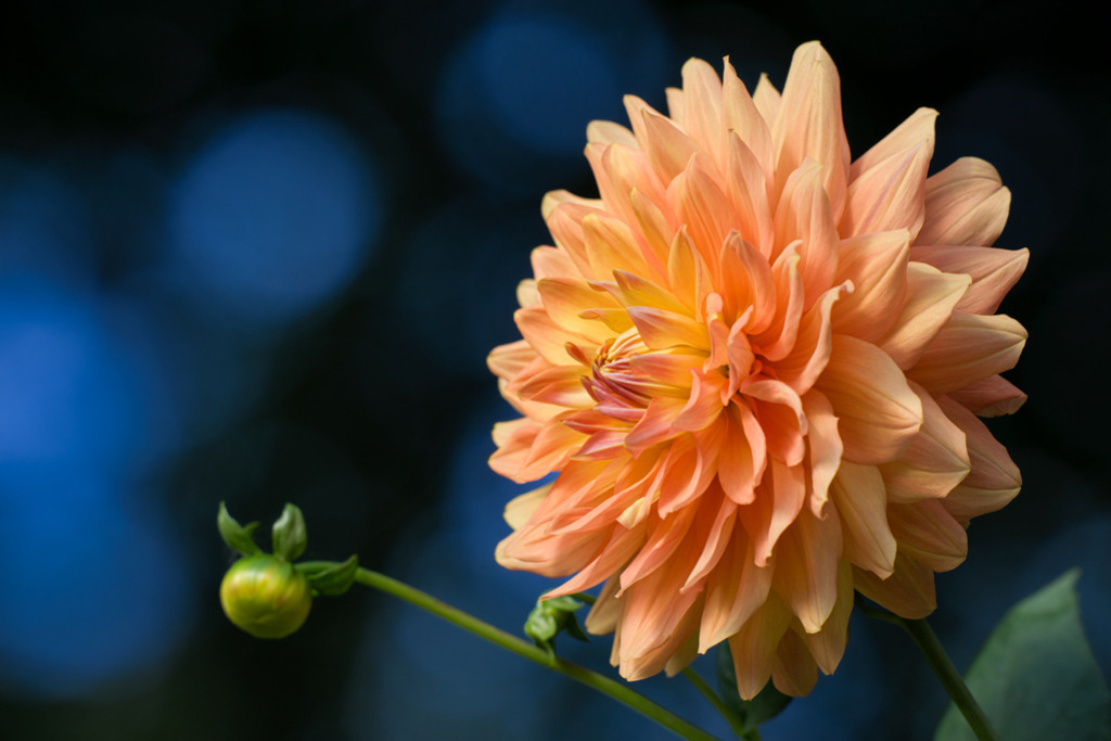 Schmuck Dahlie Ace Summer Sunset | Ein Sonnenuntergang wie er schöner kaum sein kann, sinnbildlich dargestellt von der Schmuck Dahlie Ace Summer Sunset. — Auflösung des Originals: 8256 x 5504 px. - Realisiert mit Pictrs.com