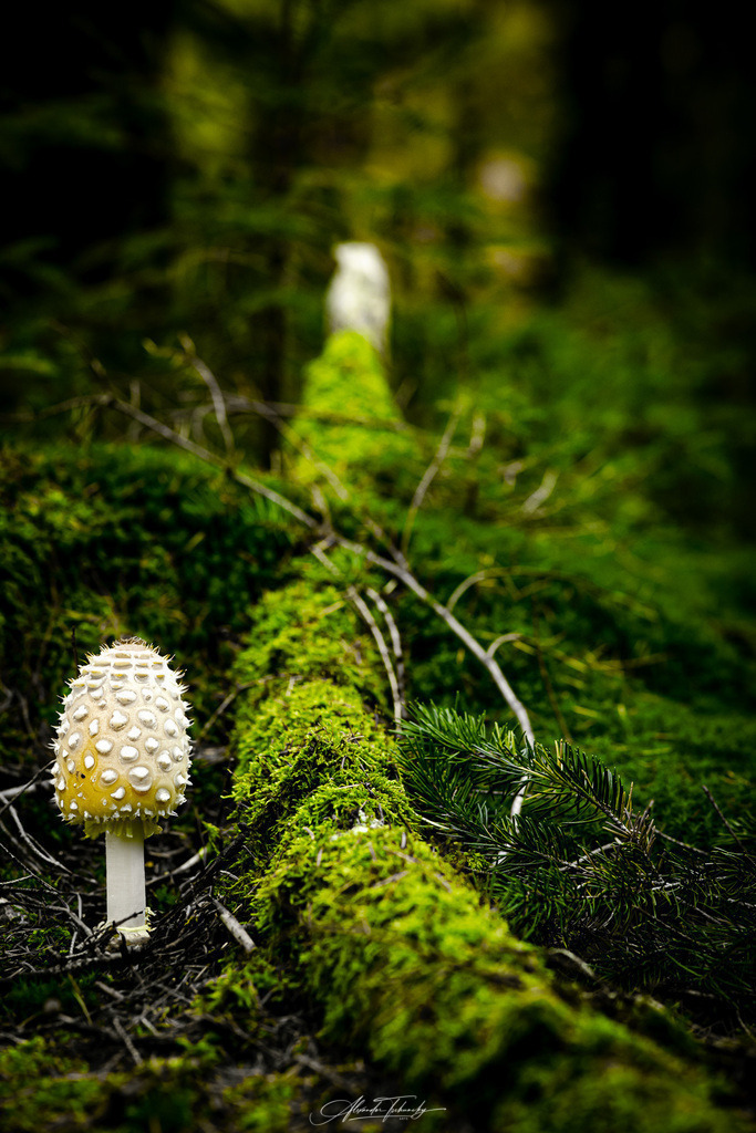 Spessart | Entdecken Sie die faszinierende Welt von Alexander Tschuncky Arts: Kreative Fotografie, atemberaubende Automobilkunst und hochwertiger Bilderdruck. Lassen Sie sich inspirieren! - Realisiert mit Pictrs.com