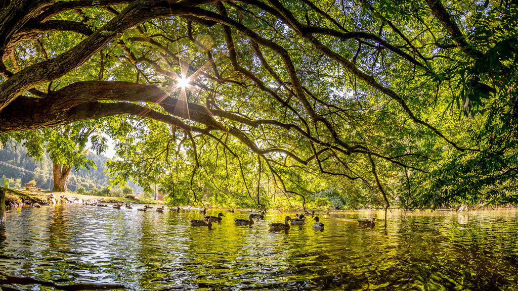 haslach_ww_1209-3 | <div id="allefotografen-seal-verified-green"></div><script src="https://www.allefotografen.de/956728/seal-verified-green/seal.js" async="async"></script> - Realisiert mit Pictrs.com