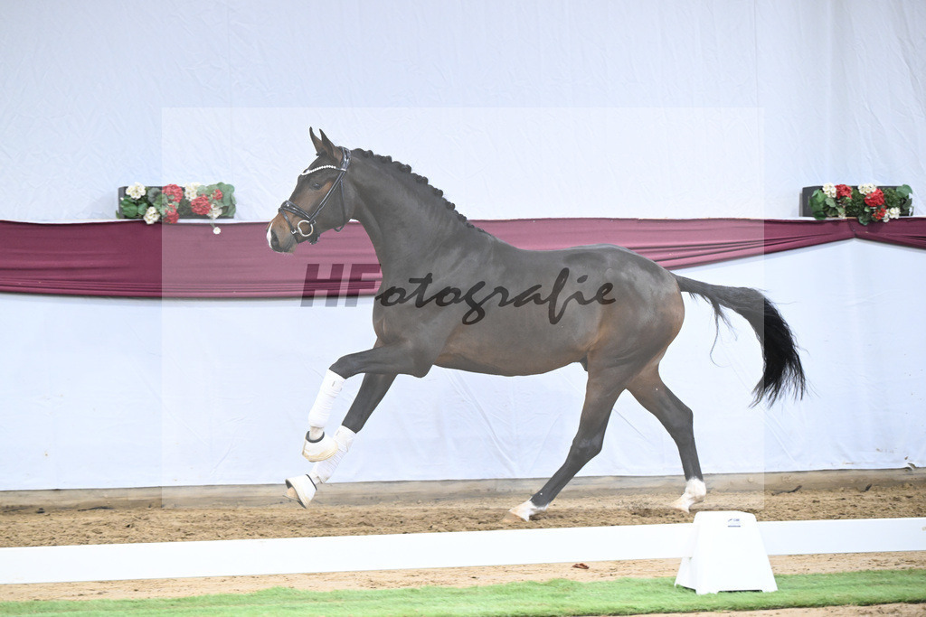 Kat-Nr. 70 Valdiviani x Fuerstenball_Joachim Weil_47252597 | hf-fotografie - Realisiert mit Pictrs.com