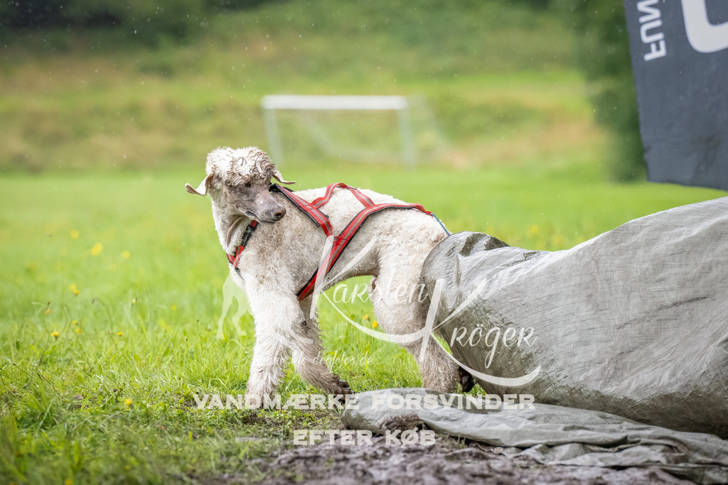 0942_ZZ91609-Bearbeitet | kk-dogfotos
