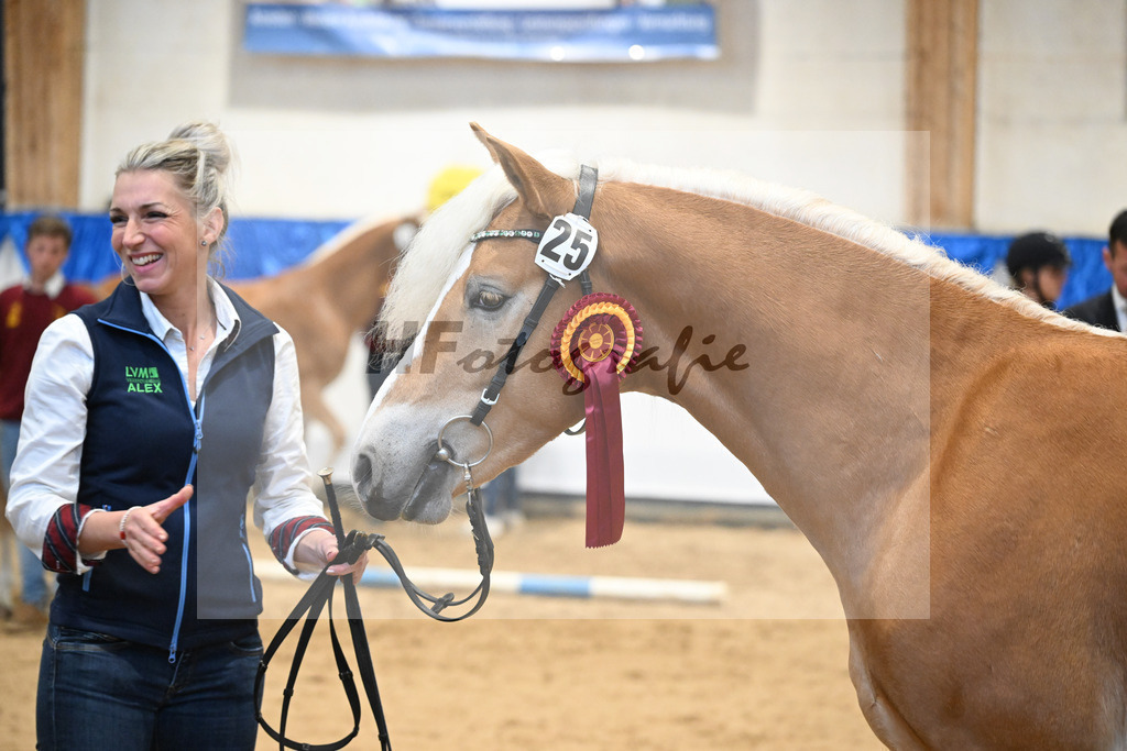 Kat-Nr. 25 Bandit v. Barios_Haflingergestuet Meura_48254174 | hf-fotografie - Realisiert mit Pictrs.com