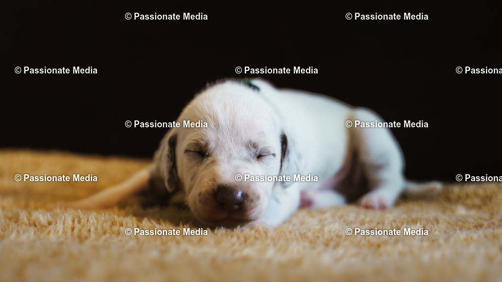 DSC03770 | Passionate Media, dein Fotograf aus Brandenburg, Märkisch Oderland, im Bereich Motorsport, Autos und Motorräder sowie Events und auch Hunde. Shootings oder auch Eventbegleitungen können bei mir gebucht we