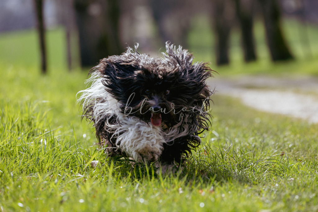 Tier_00019 | Sportbilder, Sportfotograf, Hochzeits- und Eventfotografin, Flugshows, Portraits und Tiershooting, Aviation, Downhill, Nationalleague, Swissleague, International