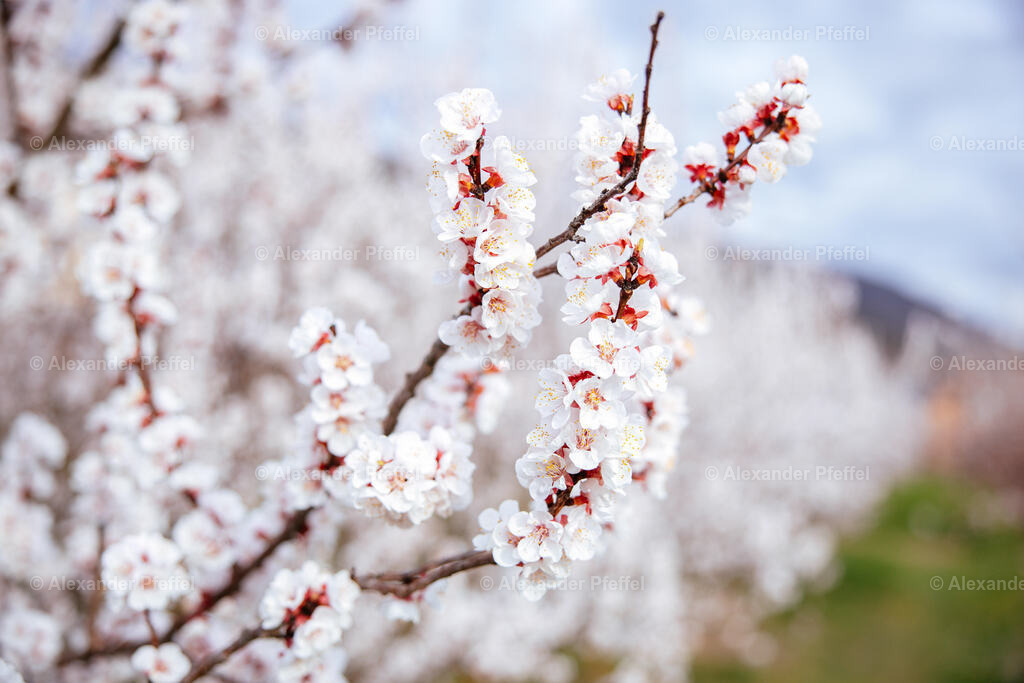 foto_c_pfeffel-partner-0184-R52_6189 | alexander-pfeffel - Realisiert mit Pictrs.com