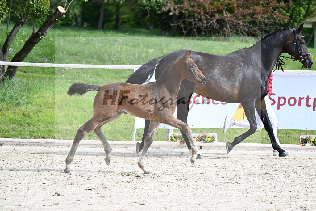 Glamourdale x San Muscadet_SF_Rattenhuber_11240012 | hf-fotografie - Realisiert mit Pictrs.com