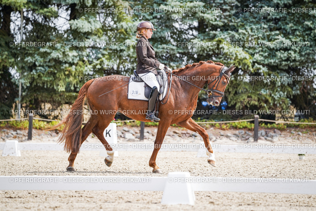 DSC09916 | Pferdegrafie