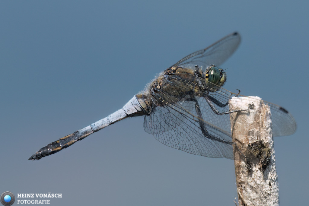 Tiere_0024 | Alle Bilder von Heinz Vonäsch Fotografie können alle zu günstigen Preisen gekauft werden! Download der Bilder, Ausdrucke, Postkarten, Tassen T-Shirts, Kalender, Alu- Dibond usw. - Realisiert mit Pictrs.com